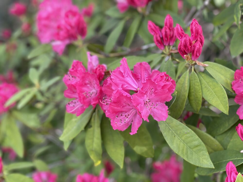 Flowering shrubs in the precincts
