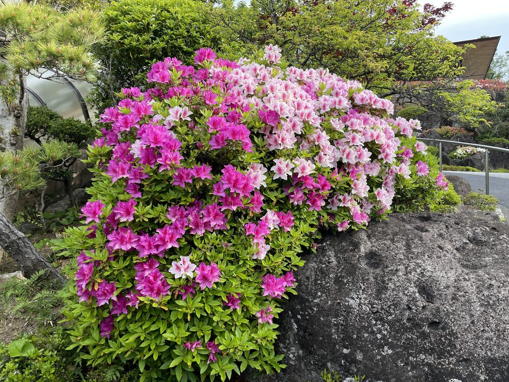 Azaleas in the precincts