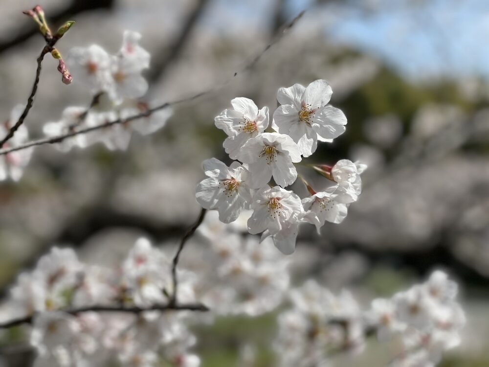 Cherry blossoms in the precincts